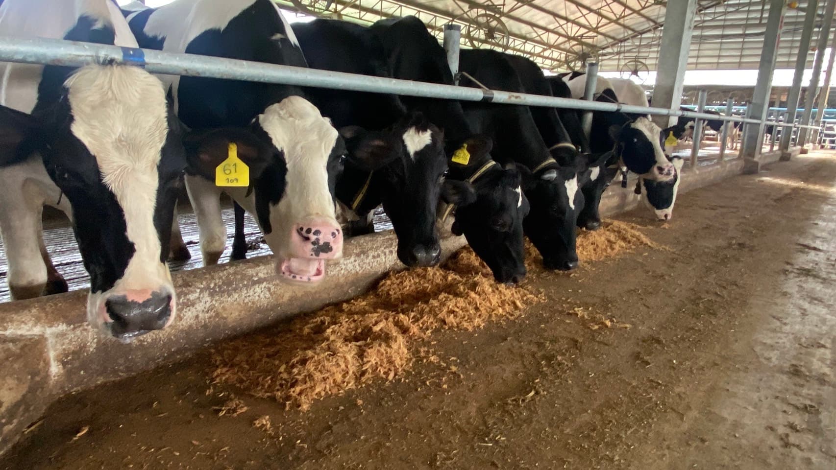 Cattle Solutions