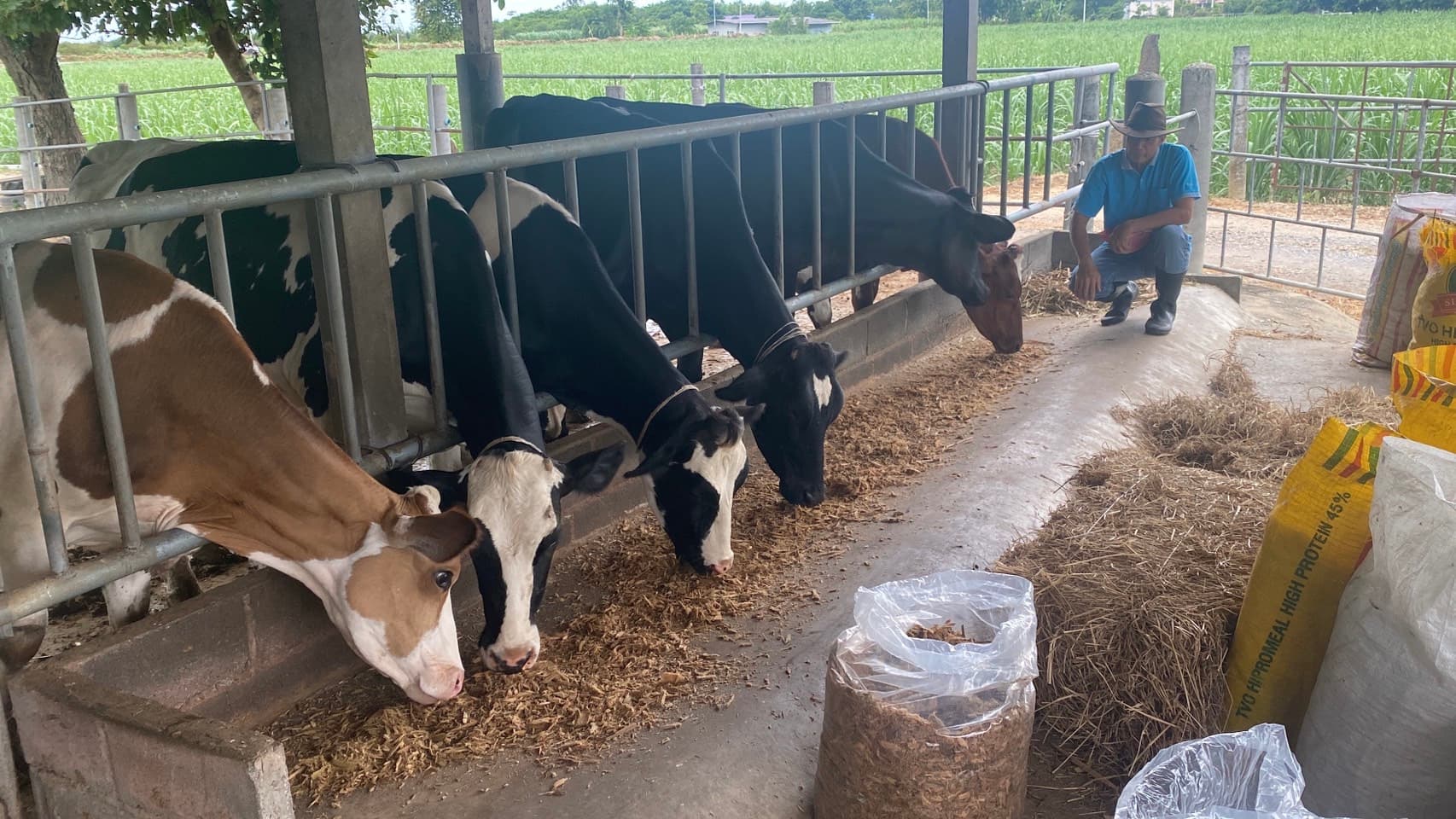 Cattle Solutions 3