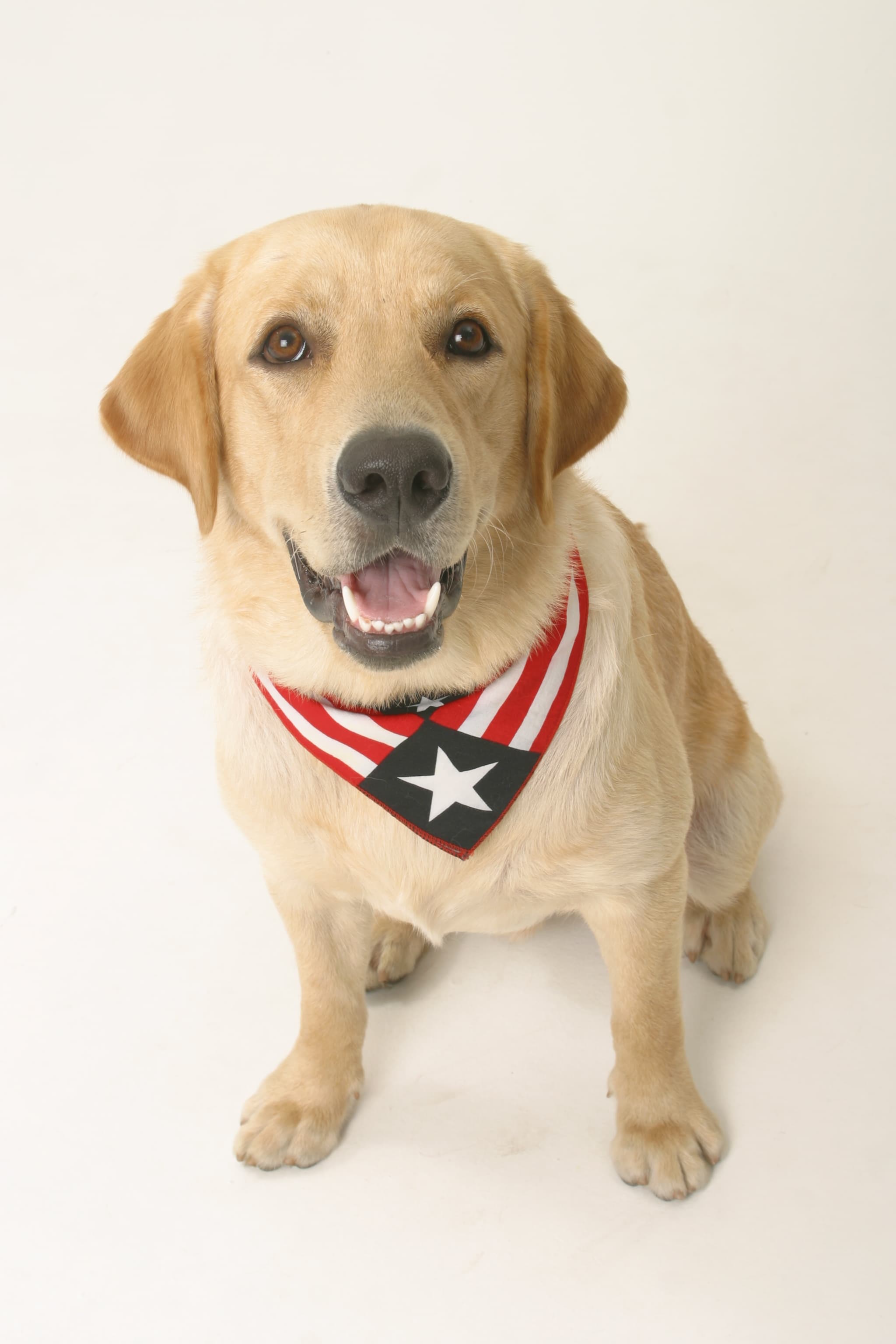 Pet Nutrition Solutions 1