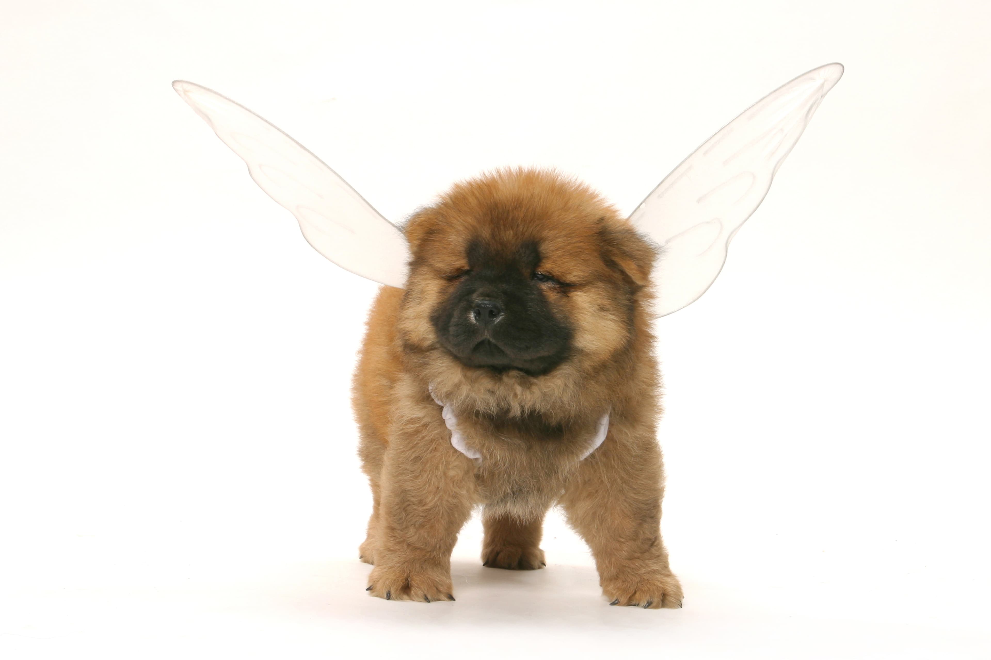 Pet Nutrition Solutions 2