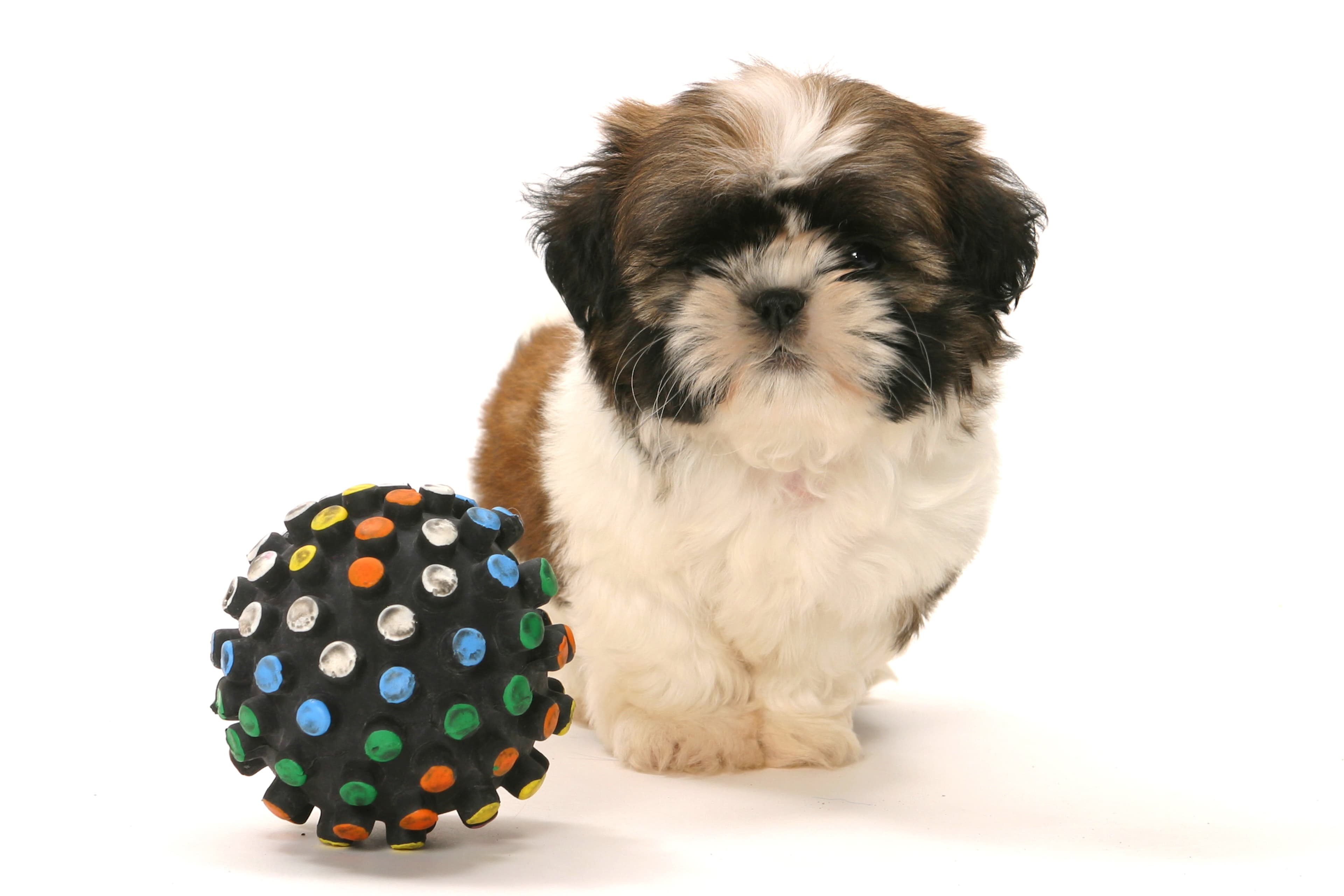 Pet Nutrition Solutions 3