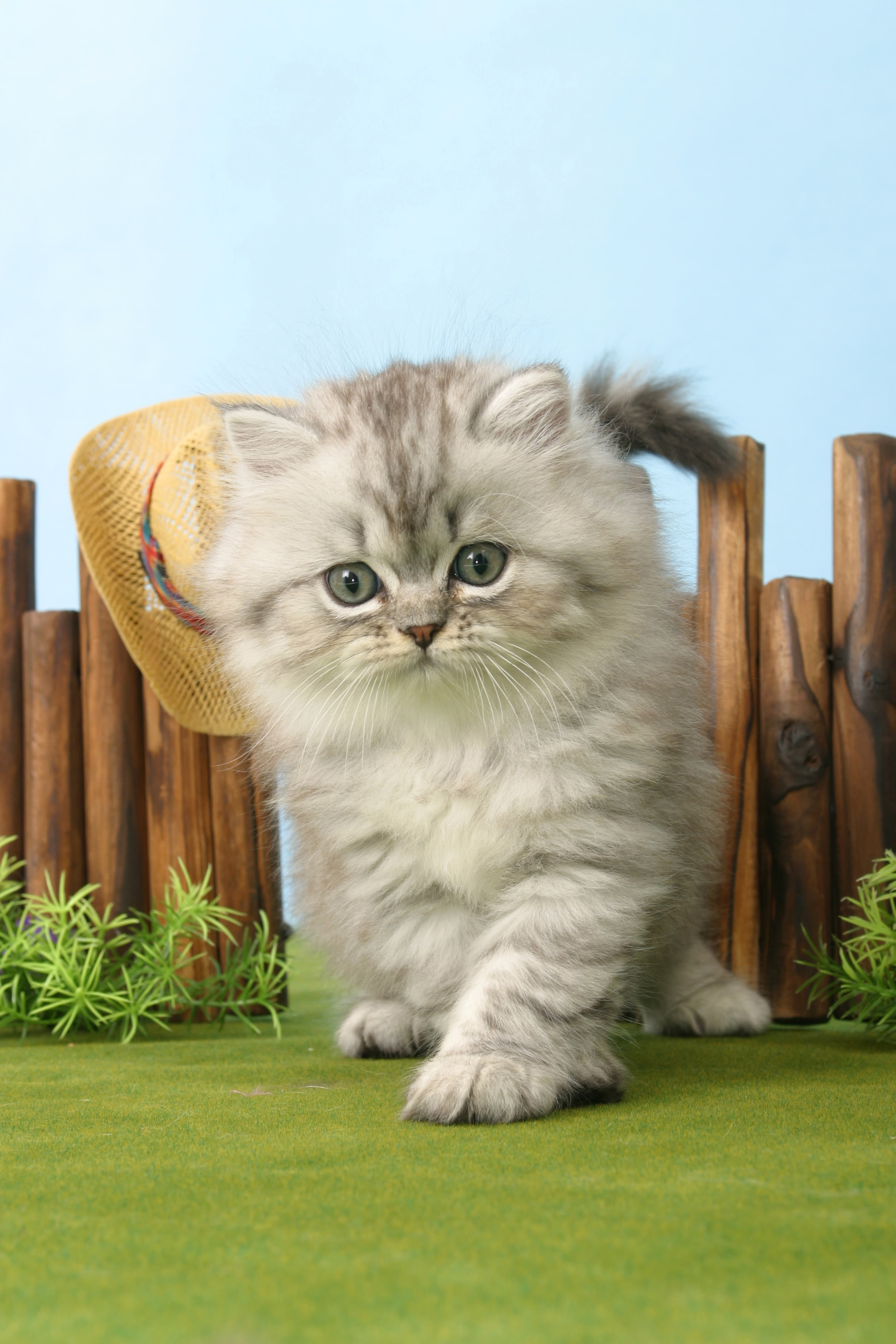 Pet Nutrition Solutions 4