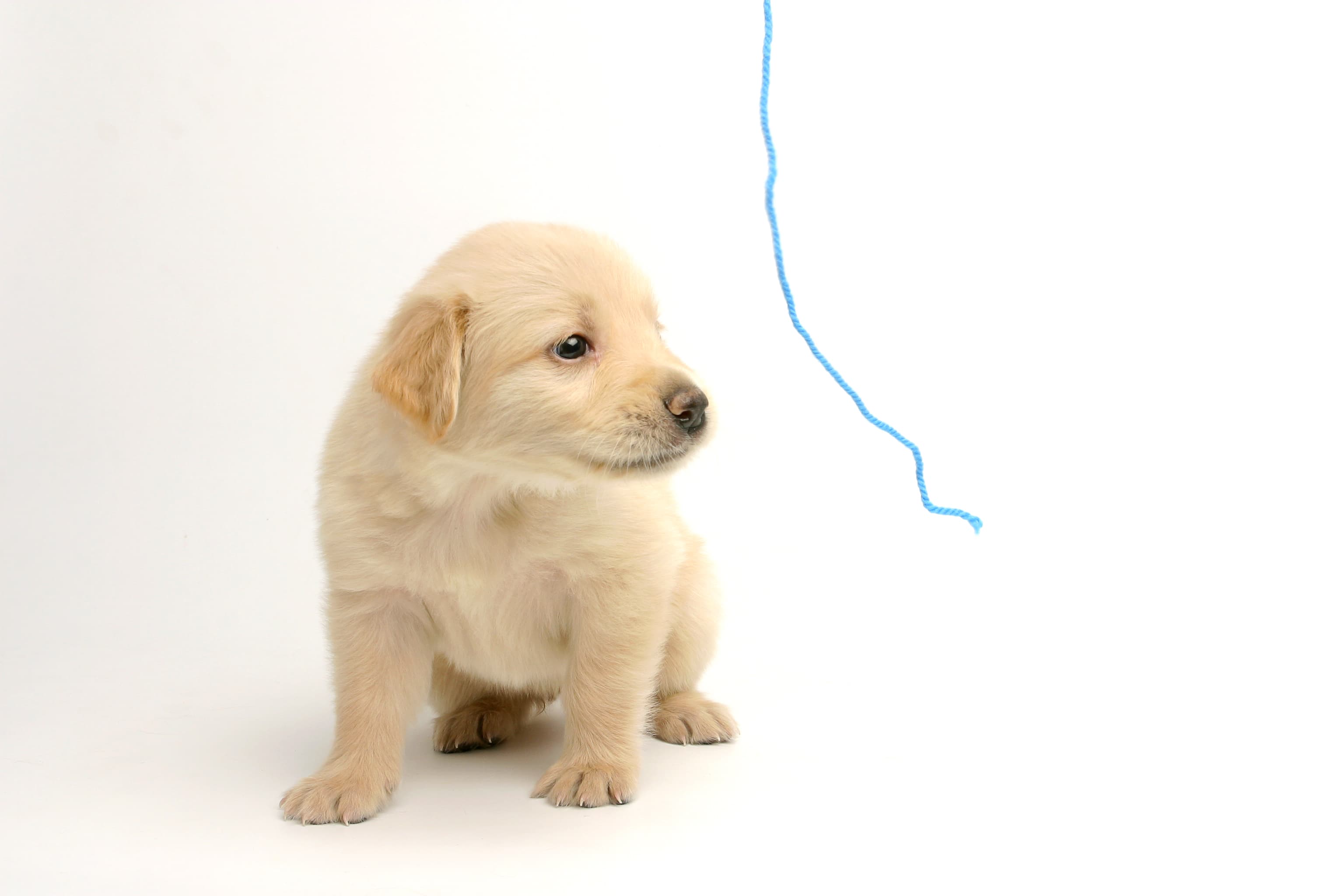 Pet Nutrition Solutions