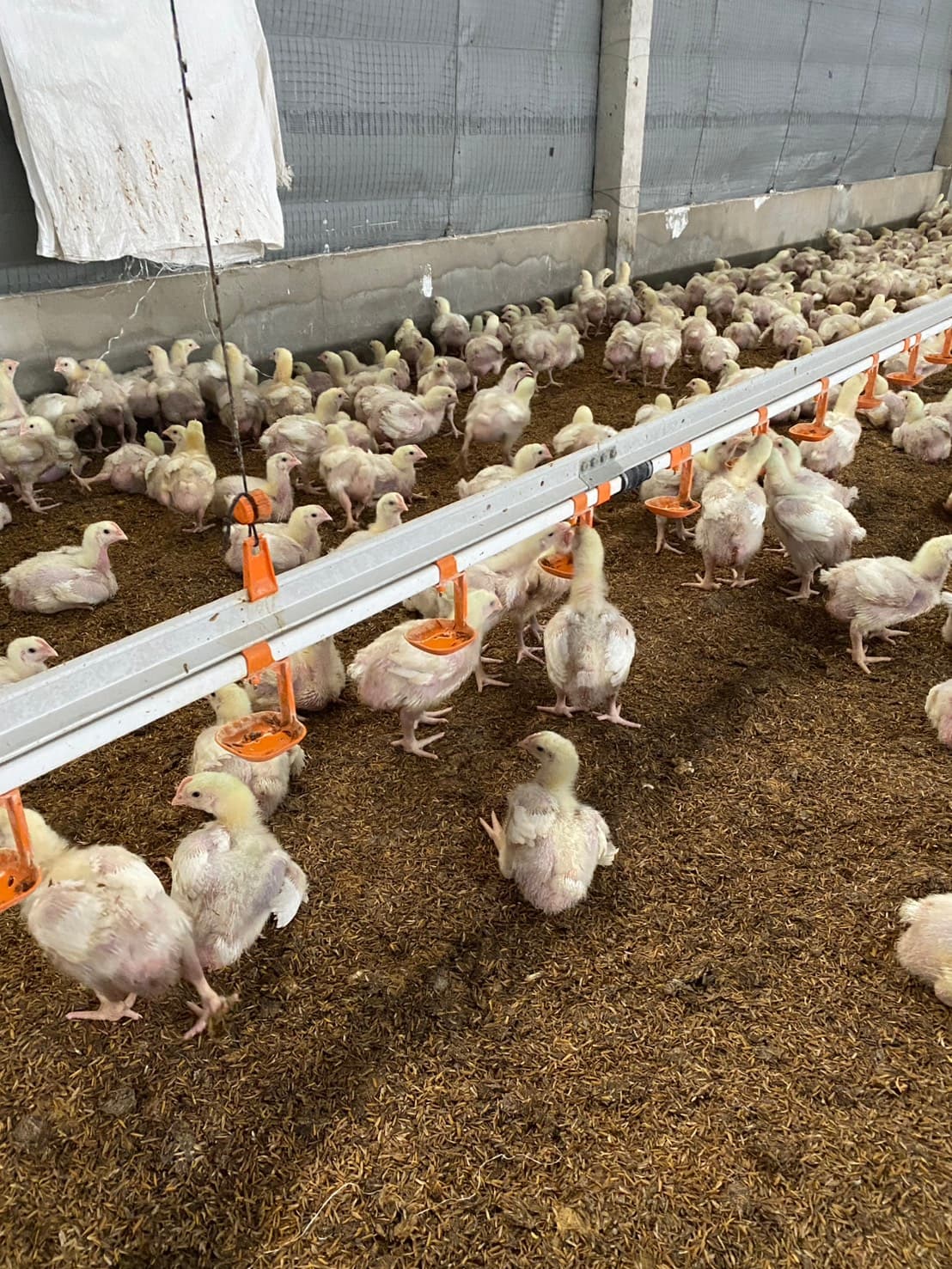 Poultry Solutions 3
