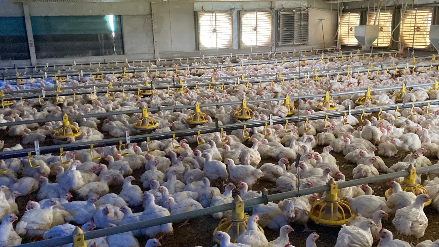Poultry Solutions 5