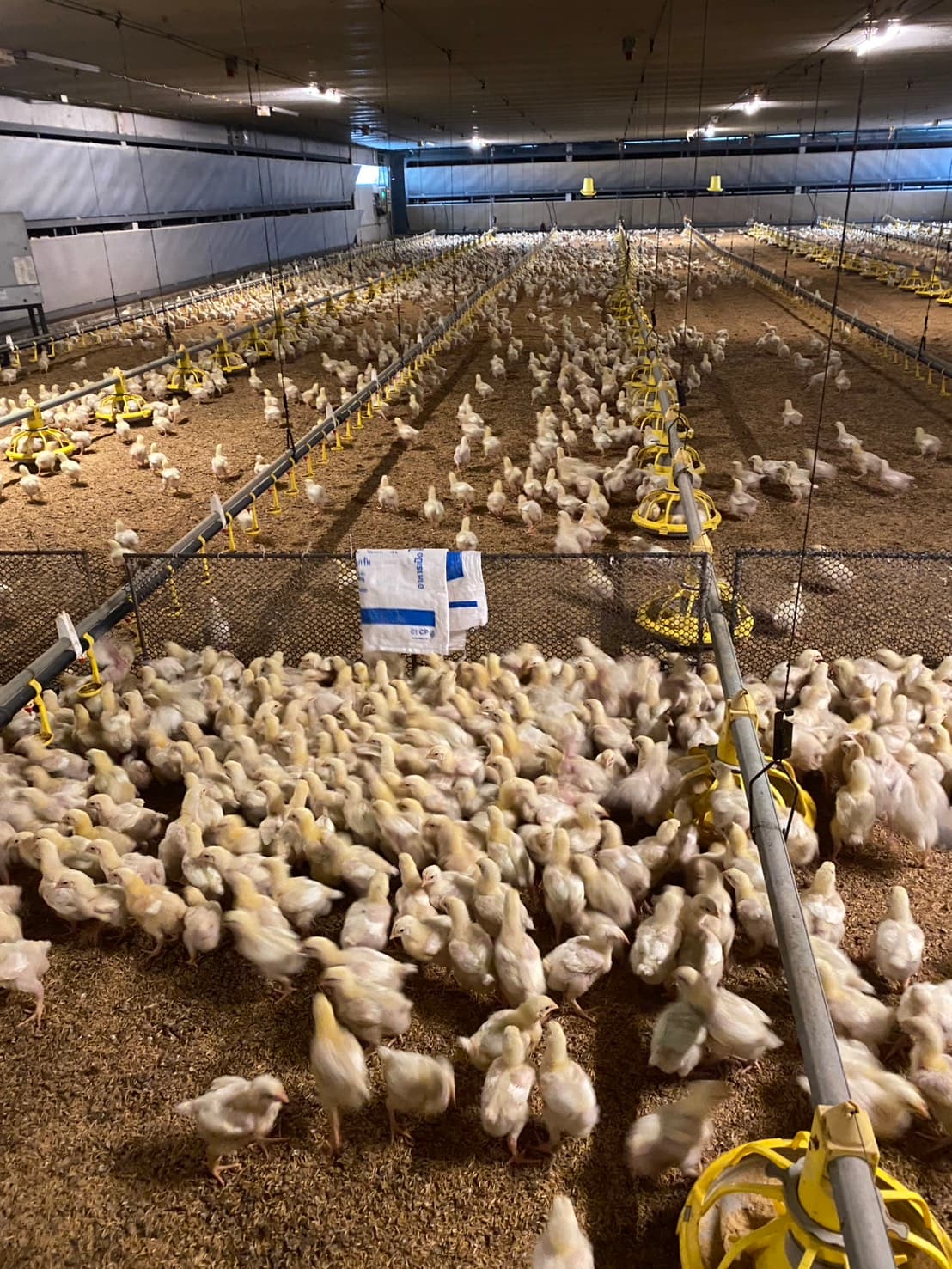 Poultry Solutions 4