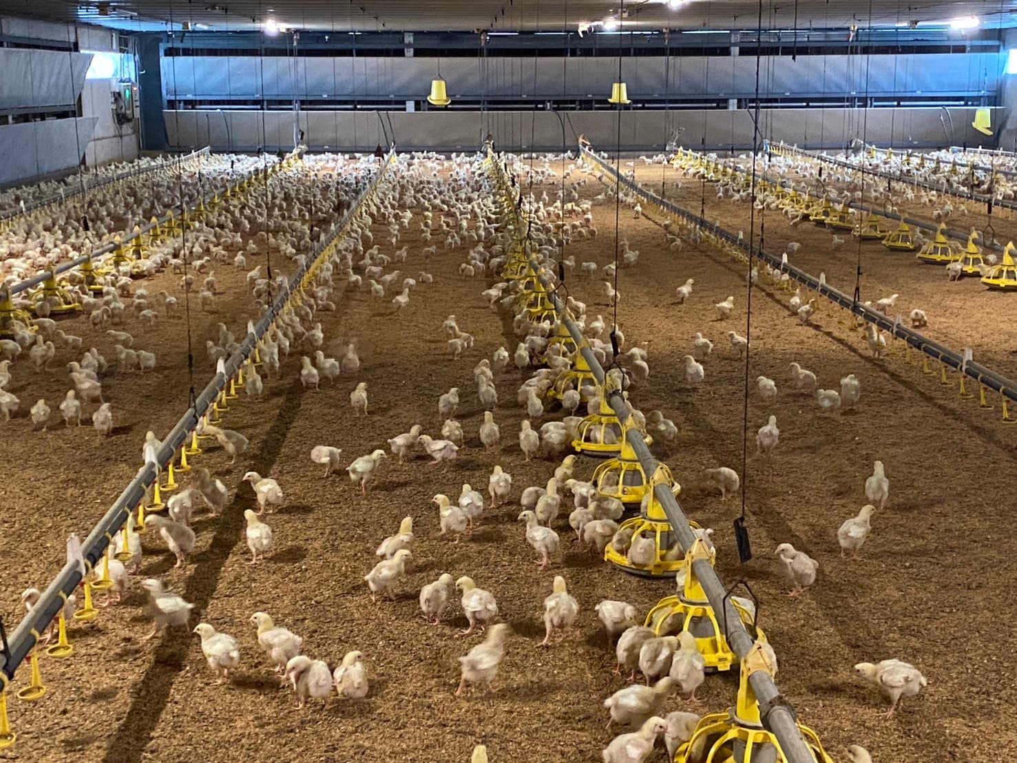 Poultry Solutions 2