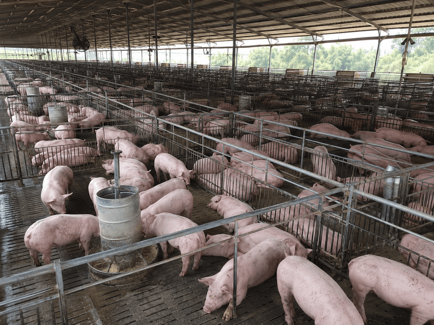 Swine Solutions 3