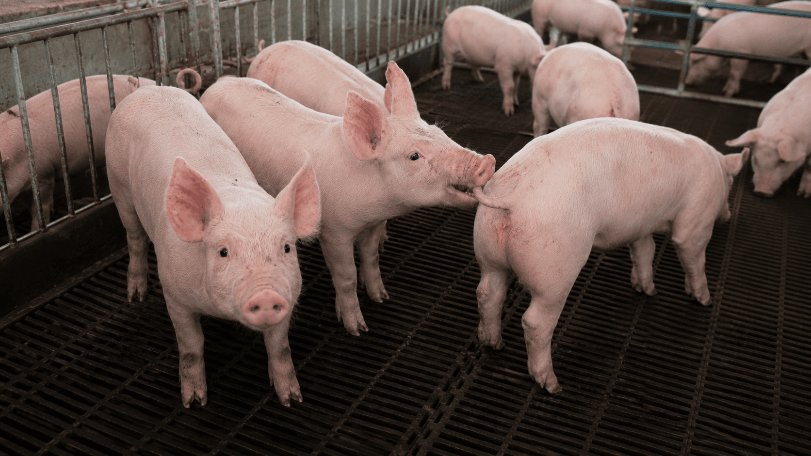 Swine Solutions
