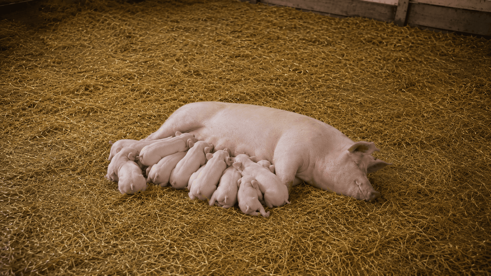 Swine Solutions 1