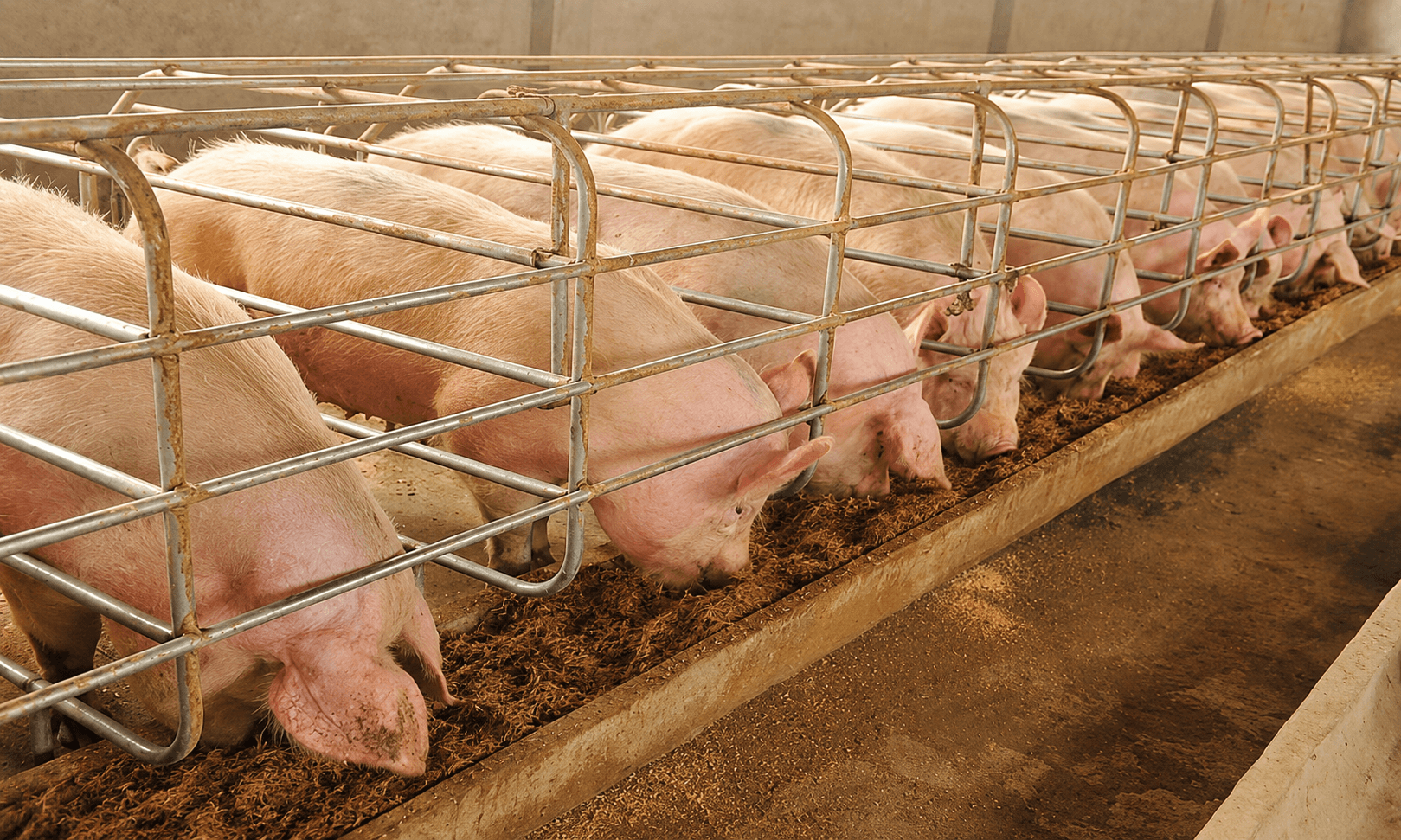 Swine Solutions 5