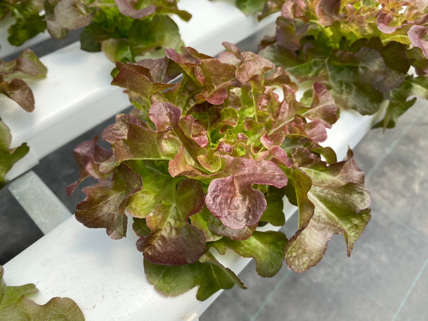 Bioenergy Innovation 2