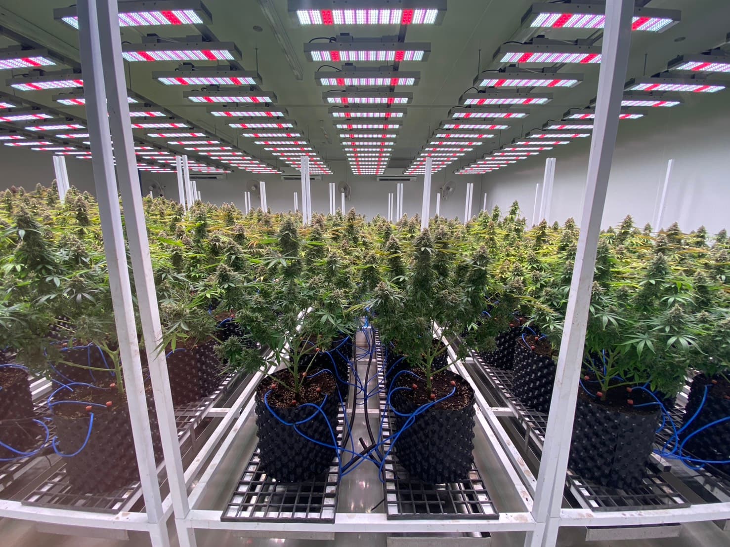Plant and Soil Solutions 4